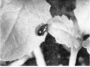 Figure 2. Flea Beetle adult on sugarbeet leaf.