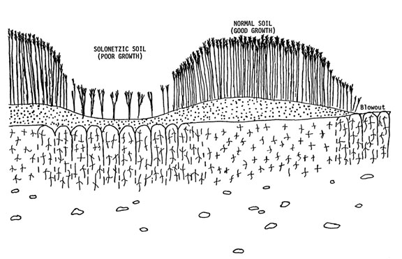 Figure 3. Solonetzic soil with columnar-structured B horizon, which restricts water and root penetration into sub-soil