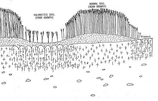 Solonetzic soil associated with a normal soil resulting in wavy crop pattern.