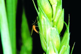 Figure 1. Side view of the wheat midge resting on wheat spikelets