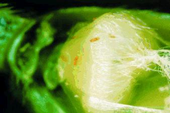 Figure 2. Wheat midge larvae feeding on developing wheat kernel. Top: early stage of kernel development. Bottom: mature larvae - kernel severely damaged 