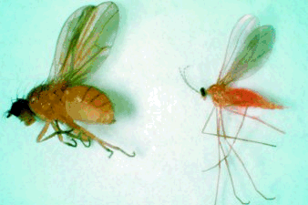 Figure 6. Lauxanid, Camptoprosopella borealis (left) and wheat midge (right) 