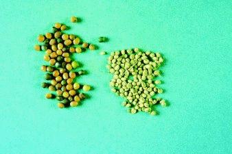 Figure 3. Canola seeds (left) and wheat midge cocoons (right)