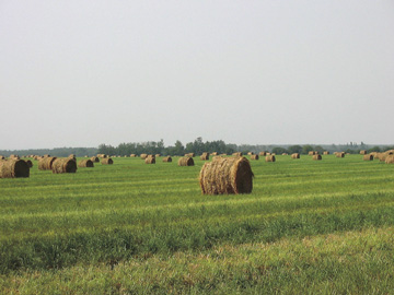 Tall fescue straw can have good feed quality.