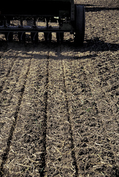 Seeding tall fescue into a firm, tilled seedbed.