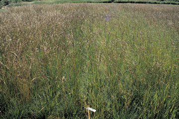 Effect of wild oat competition on seedling tall fescue the year after establishment.