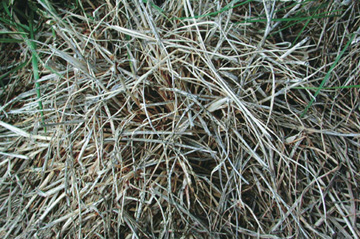 Winter injury on tall fescue plant.