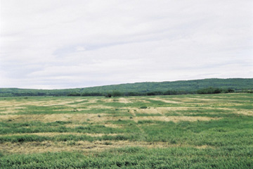 Grass seed field damaged by glassy cutworm.