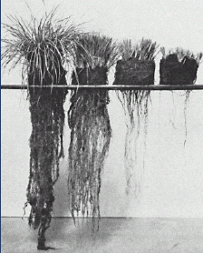 Figure 3. Greenhouse sods of rough fescue