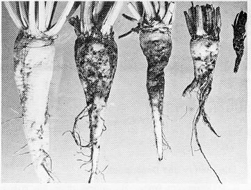 Figure 3. Healthy beet (left) and beets with various amounts of wireworm damage.