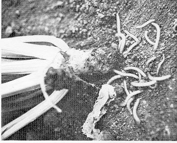 Figure 2. Wireworms and wireworm-damaged sugarbeet.