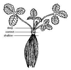 Figure 1. Correct planting depth.