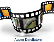 Aspen Defoliators Slide Show