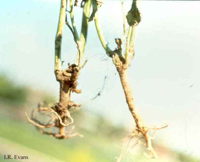 diseases-of-oilseed-crops-canola