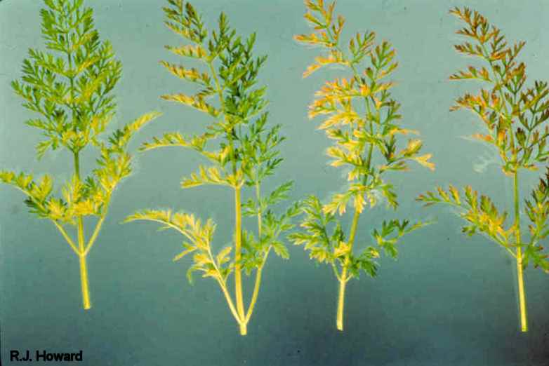 Diseases of Vegetables Carrot