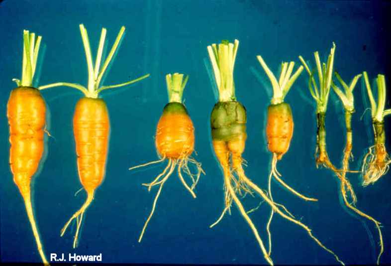 Diseases Of Vegetables Carrot