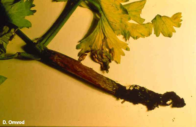 Diseases of Vegetables Celery