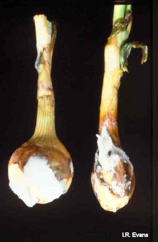 Diseases of Vegetables Onion