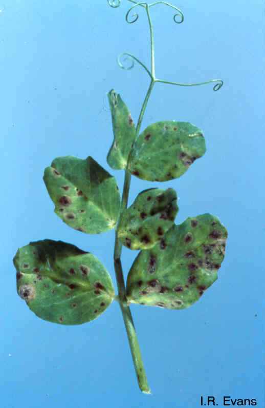 Diseases of Field Peas