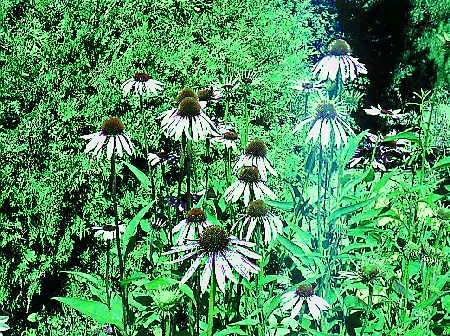 Figure 1. Echinacea is becoming popular