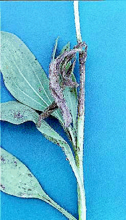 Figure 11b. Foliar and stem infection of E. augustifolia caused by aerial spores of Sclerotinia sclerotiorum.