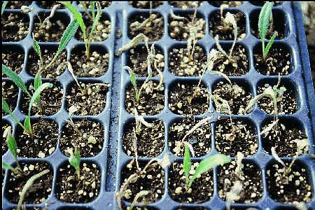 Figure 13. Pythium root rot. Echinacea seedlings showing withered leaves.