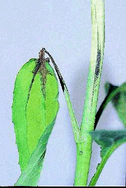 Figure 18b. Botrytis blight lesions move up the petioles and into the leaves. Longitudinal lesions appear on the stems. Spores of Botrytis are unicellular, smooth-walled and roughly oval in shape.