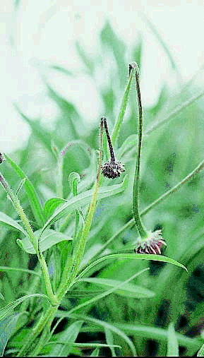 Figure 20b. Alternaria lesions cause collapse of the stem.