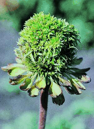 Figure 5. Close-up of an infected flower of E. purpurea with symptoms of virescence (greening) and proliferation of disk florets