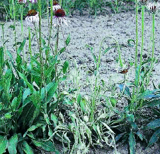 Figure 10b. Advanced symptoms of sclerotinia blight causes the whole plant to collapse.