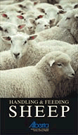 Handling and Feeding Sheep (Video)