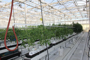 Poly Production Greenhouse with hanging gutters