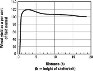 Figure 2. Shelterbelt effect on yield of spring wheat (average results of 116 site years, adapted from Kort, 1988).