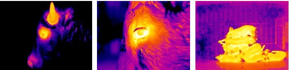 Examples of infrared images of a bison, cow eye and group of pigs