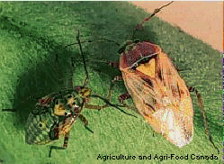 Figure 2. Fifth instar nymph (left) and adult (right).