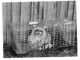 Figure 1.  Wire mesh trap for live capture.