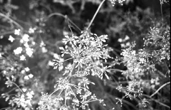 Figure 2. Umbels have pink or white flowers