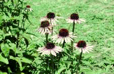 Figure 1. Healthy echinacea flowers