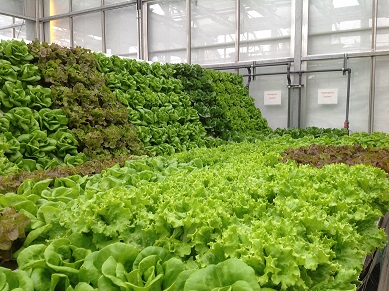 Greenhouse lettuce growing systems