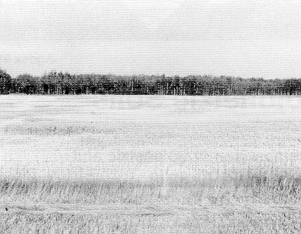 Figure 2 Typical wavy crop pattern associated with Solonetzic soil.