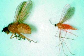 Figure 6. Lauxanid, Camptoprosopella borealis (left) and wheat midge (right)