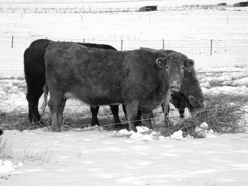 Figure 1. Grazing down swaths