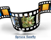 Spruce Sawfly Slide Show
