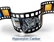Hypoxylon Canker Slide Show