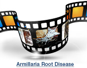 Armillaria Slide Show