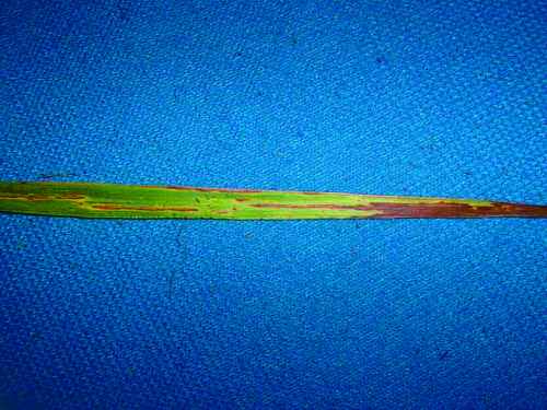 Figure 12. Leaf streak (Drechslera phlei) on timothy.