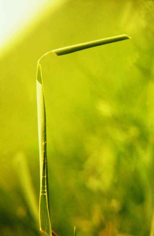 Figure 19. Timothy blade showing leaf roll containing European skipper larva and feeding injury.