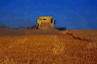 In reduced and zero tillage systems, crop residues must be spread evenly.