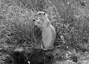 Figure 2. Richardson’s ground squirrel