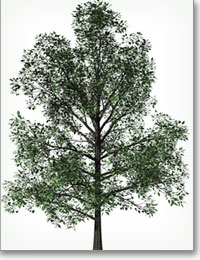 western/plains cottonwood